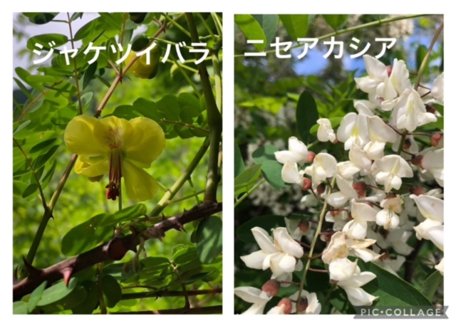 青紅葉の〈棚山〉
