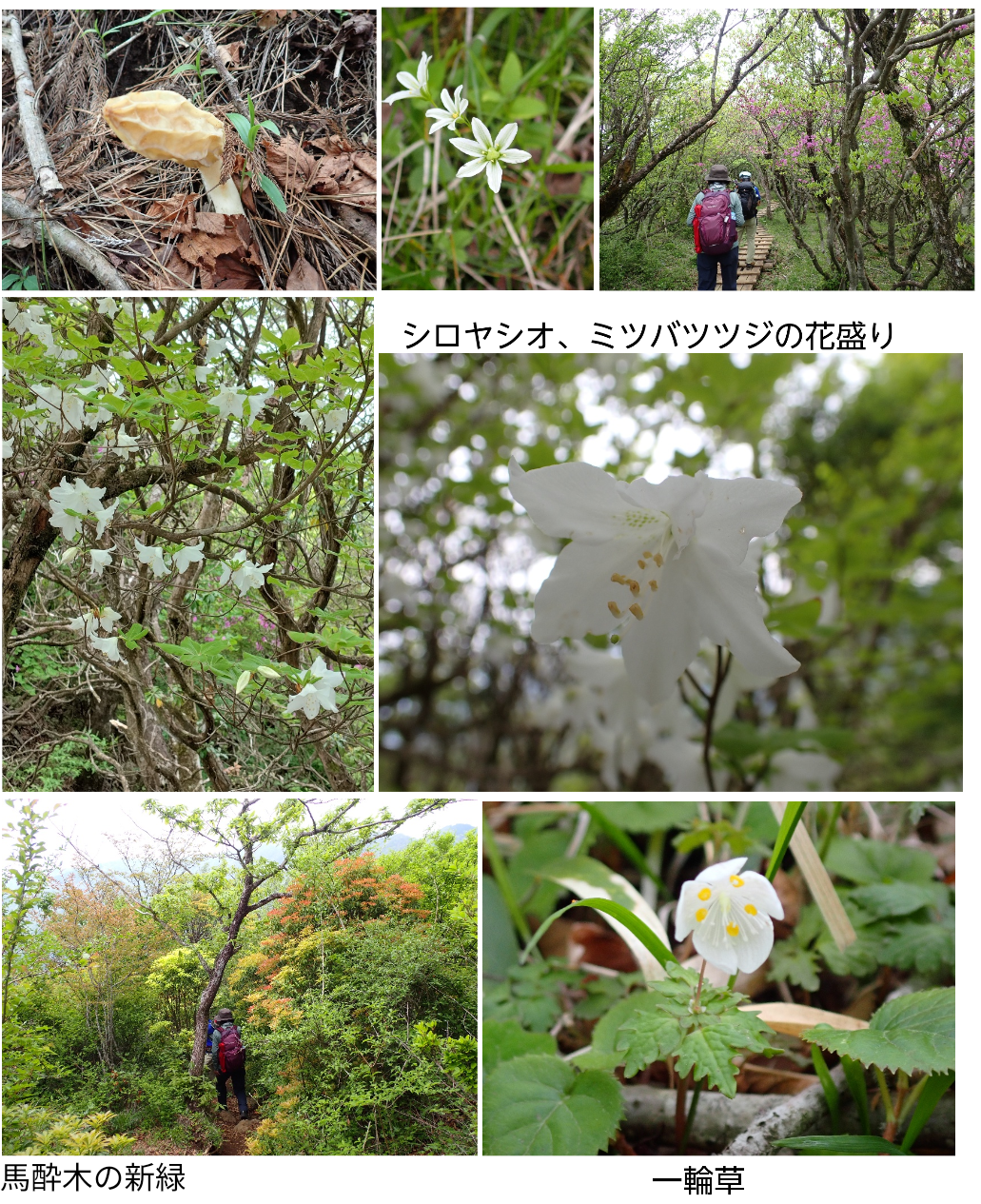 塔ノ岳表尾根は花盛り！