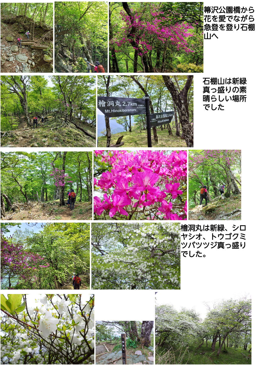 檜洞丸は花盛り！　石棚山稜からツツジ新道周回
