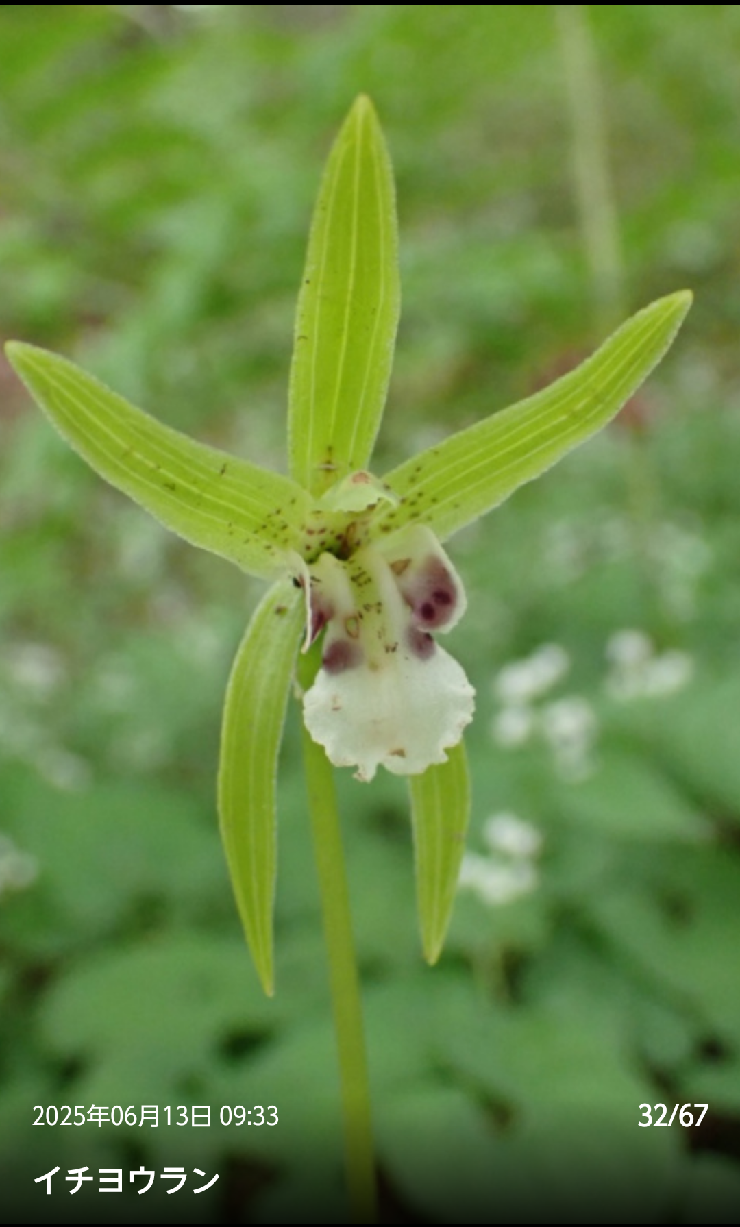 入笠山はスズラン以外の花もいっぱい