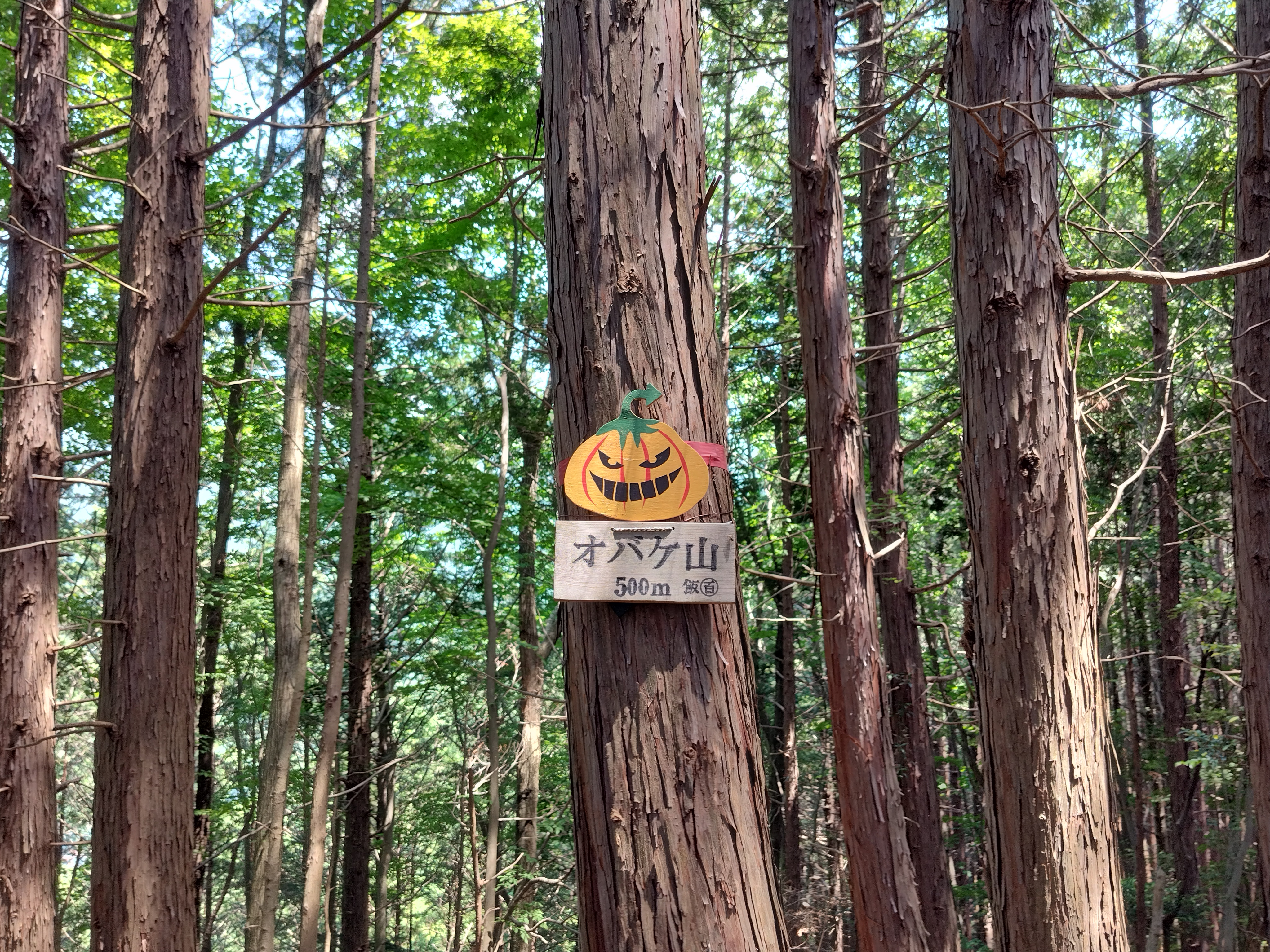 オバケ山から関八州見晴台