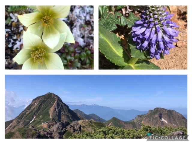 横岳・赤岳縦走～高山植物満開
