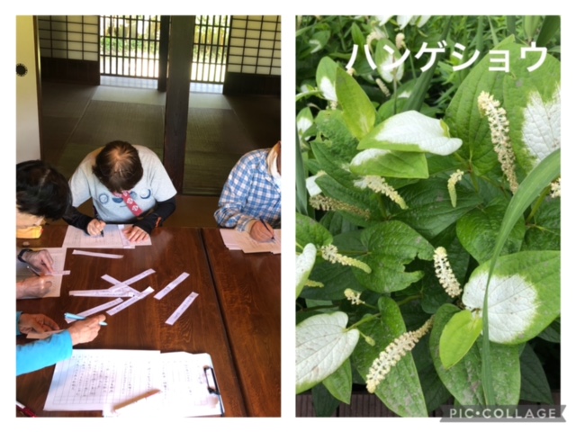 俳句ハイク（６月）新林公園