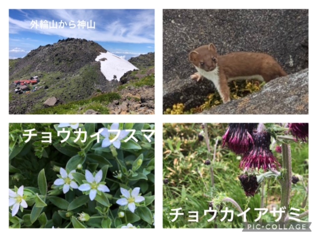 雪解けてオコジョ遊ぶや鳥海に